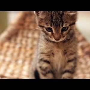 Meet your Posher, Madison